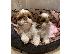 PoulaTo: Shih Tzu κουτάβια